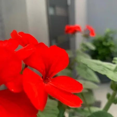 아파트 Mare's 1 스플리트